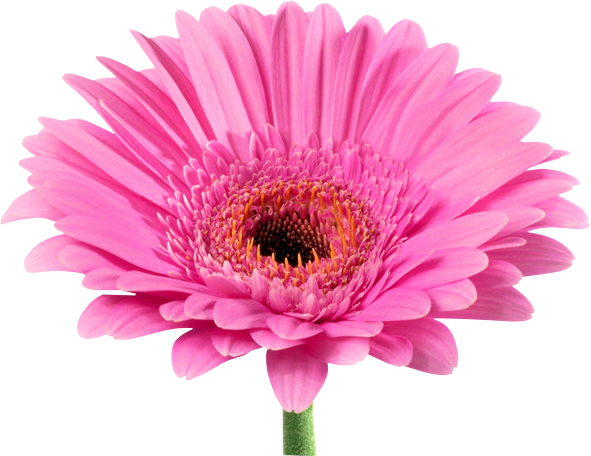 Test Artikel
